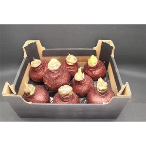 Amaryllis Topl Wijnrood