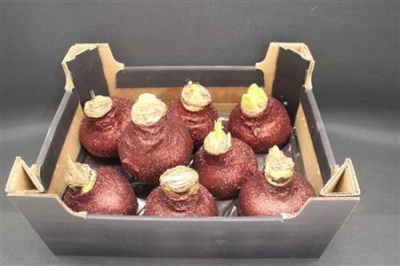 <h4>Amaryllis Topl Wijnrood</h4>