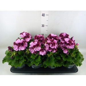 Pelargonium gran.   ..