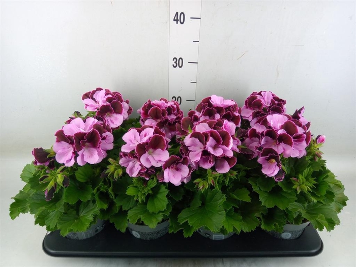 <h4>Pelargonium gran. ..</h4>
