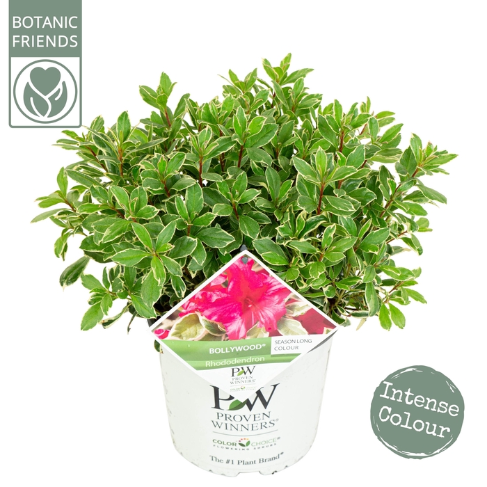 <h4>Rhododendron 'Bollywood' ®</h4>