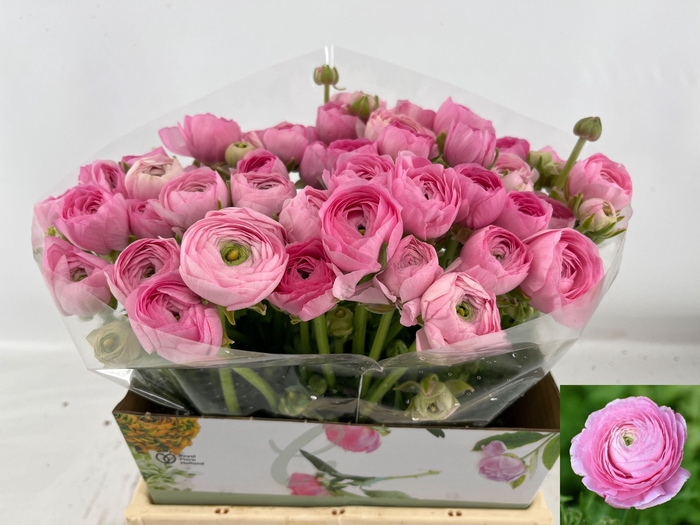 <h4>RAN EL PINK</h4>