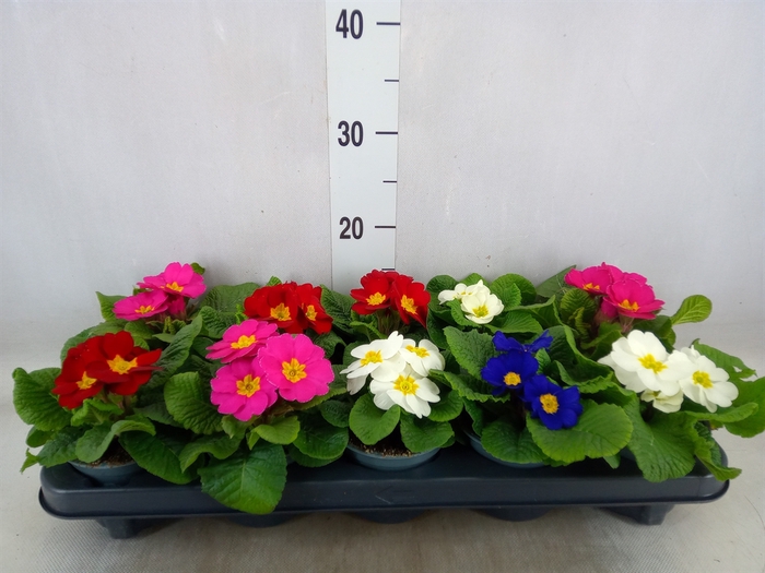 <h4>Primula ac.   ...mix</h4>