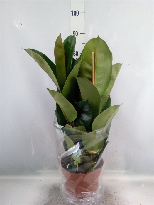 <h4>Ficus elastica 'Robusta'</h4>