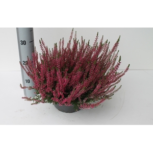CALLU GA G FRANCA