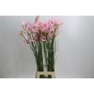 Nerine bowdenii 'Sofie'