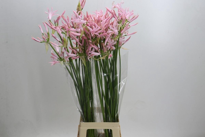 <h4>Nerine bowdenii 'Sofie'</h4>