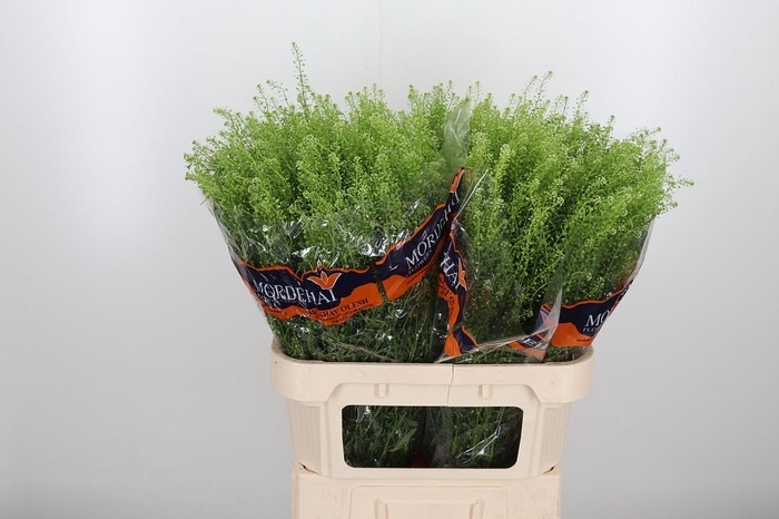 <h4>Lepidium Green Bell</h4>