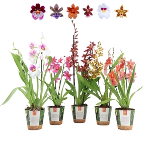 Inca Orchid mix 2 spike in Jungle cover