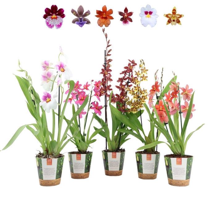 <h4>Inca Orchid mix 2 spike in Jungle cover</h4>