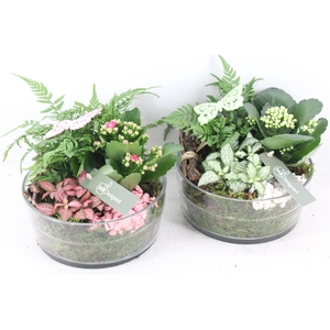 arr2 MB - Glas cilnder dik - roze/wit