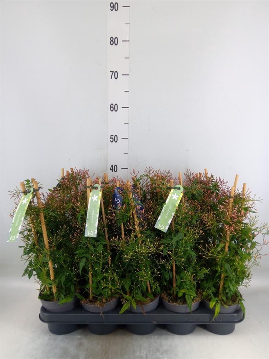 <h4>Jasminum polyanthum</h4>