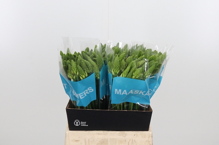 <h4>Ornithogalum T Mount Fuji</h4>