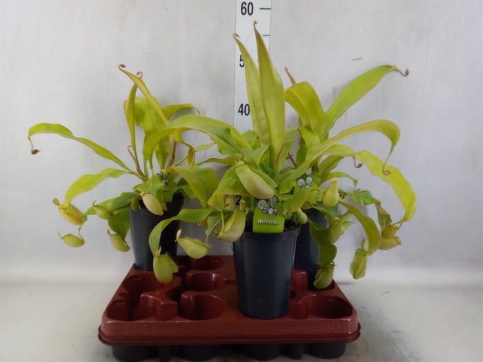 <h4>Nepenthes    ...</h4>