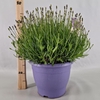 Lavandula angustifolia Essence Pur