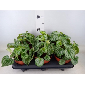 Peperomia argyreia 'Costa Rica'