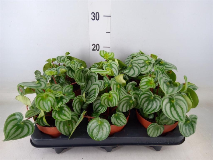 <h4>Peperomia argyreia 'Costa Rica'</h4>