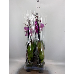 Phalaenopsis ...lilac