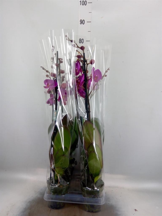 <h4>Phalaenopsis ...lilac</h4>