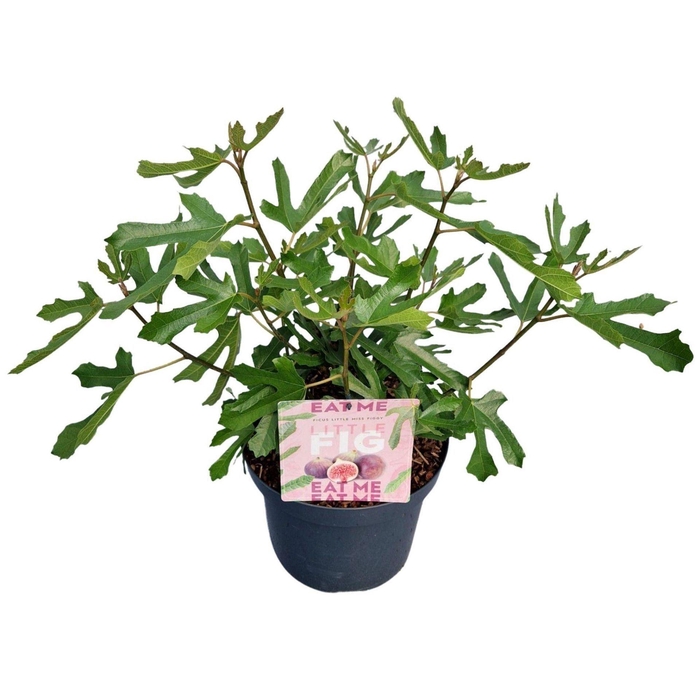 <h4>Bomen Ficus carica Little Miss Figg</h4>