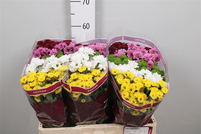 <h4>Chr S Mix Wild</h4>