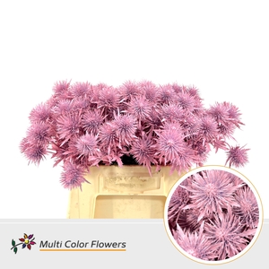 Eryngium Roze Licht