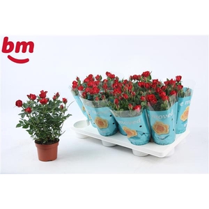 Rosa Hot Jewel Beau Monde Red(10,5 cm)