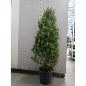 Laurus nobilis