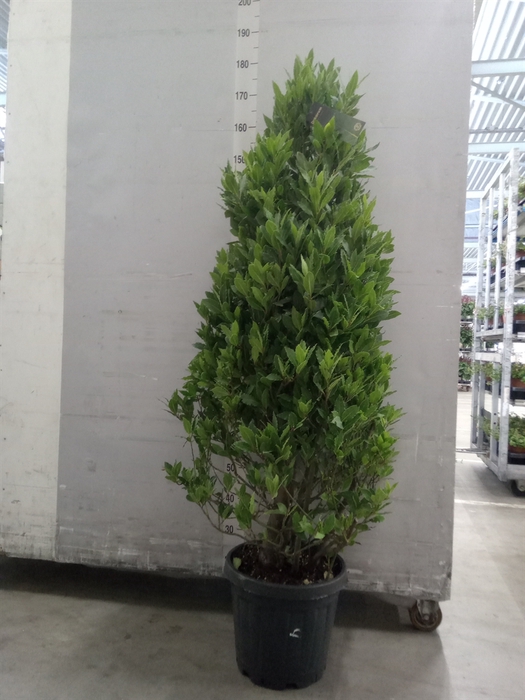<h4>Laurus nobilis</h4>