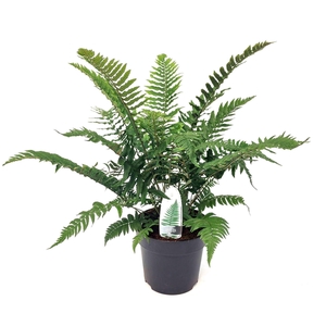 Dryopteris filix-mas