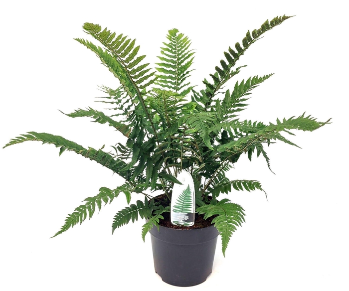 <h4>Dryopteris filix-mas</h4>