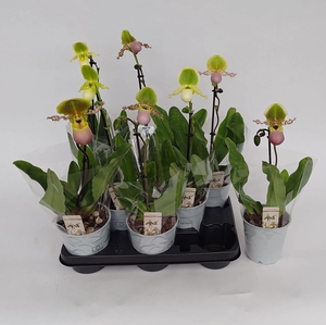 PAPH MULTIFLOWER GEM