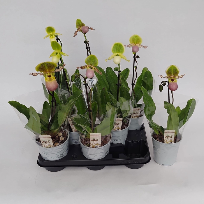 <h4>PAPH MULTIFLOWER GEM</h4>