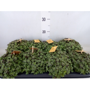 Callisia repens 'Turtle'