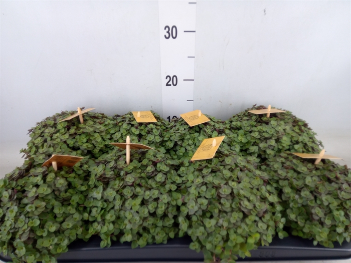 <h4>Callisia repens 'Turtle'</h4>