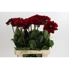 Dahlia Red Runner