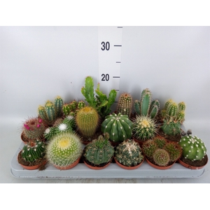 Cactus   ...mix