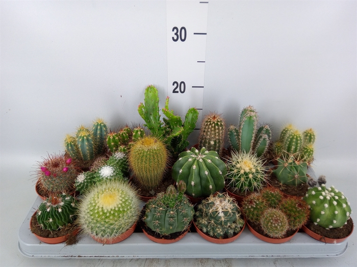 <h4>Cactus   ...mix</h4>