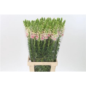 Antir Mary Appleblos