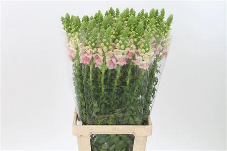 <h4>Antir Mary Appleblos</h4>