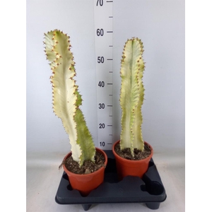 Euphorbia ingens 'Variegata'