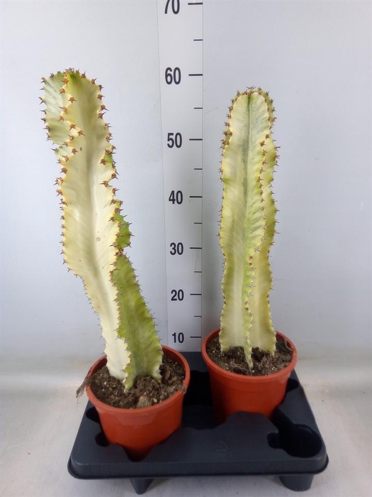 <h4>Euphorbia ingens 'Variegata'</h4>
