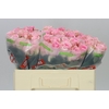 Rosa Gr Jessika