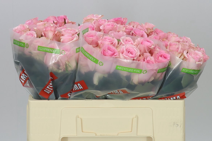 <h4>Rosa Gr Jessika</h4>