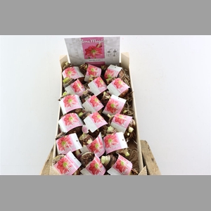 Hipp Dry Bulb Pink In Wooden Crate
