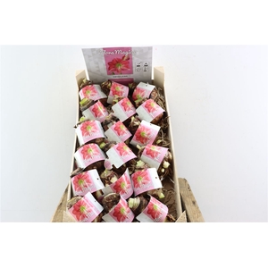Hipp Dry Bulb Pink In Wooden Crate