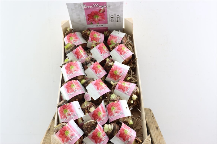 <h4>Hipp Dry Bulb Pink In Wooden Crate</h4>