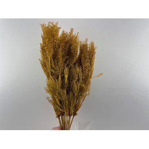 Dried Umbr. Sedge Sm. Leaf Natural Bunch