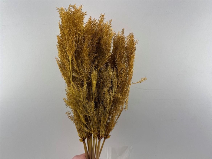 <h4>Dried Umbr. Sedge Sm. Leaf Natural Bunch</h4>
