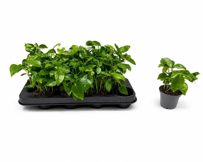 <h4>SCHEF OV</h4>